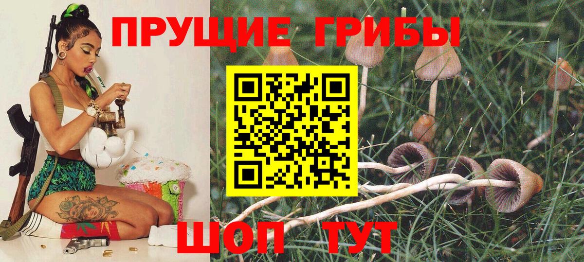 Бийск  Галлюциногенные грибы Psilocybine cubensis  Вход с VPN 